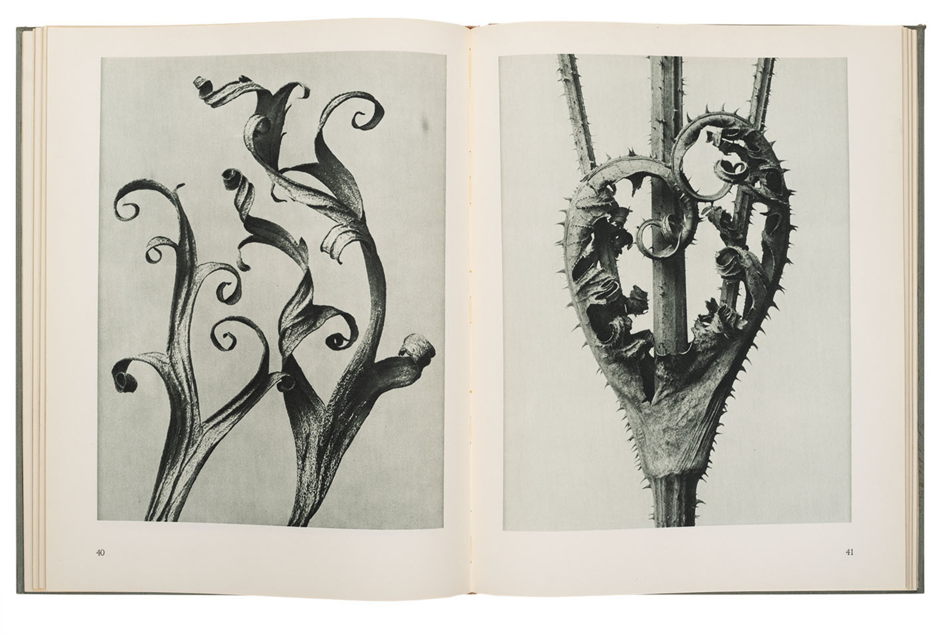 Karl Blossfeldt: Urformen der Kunst, 1941 (1928), Knihovna Národní galerie, foto: Adéla Kremplová