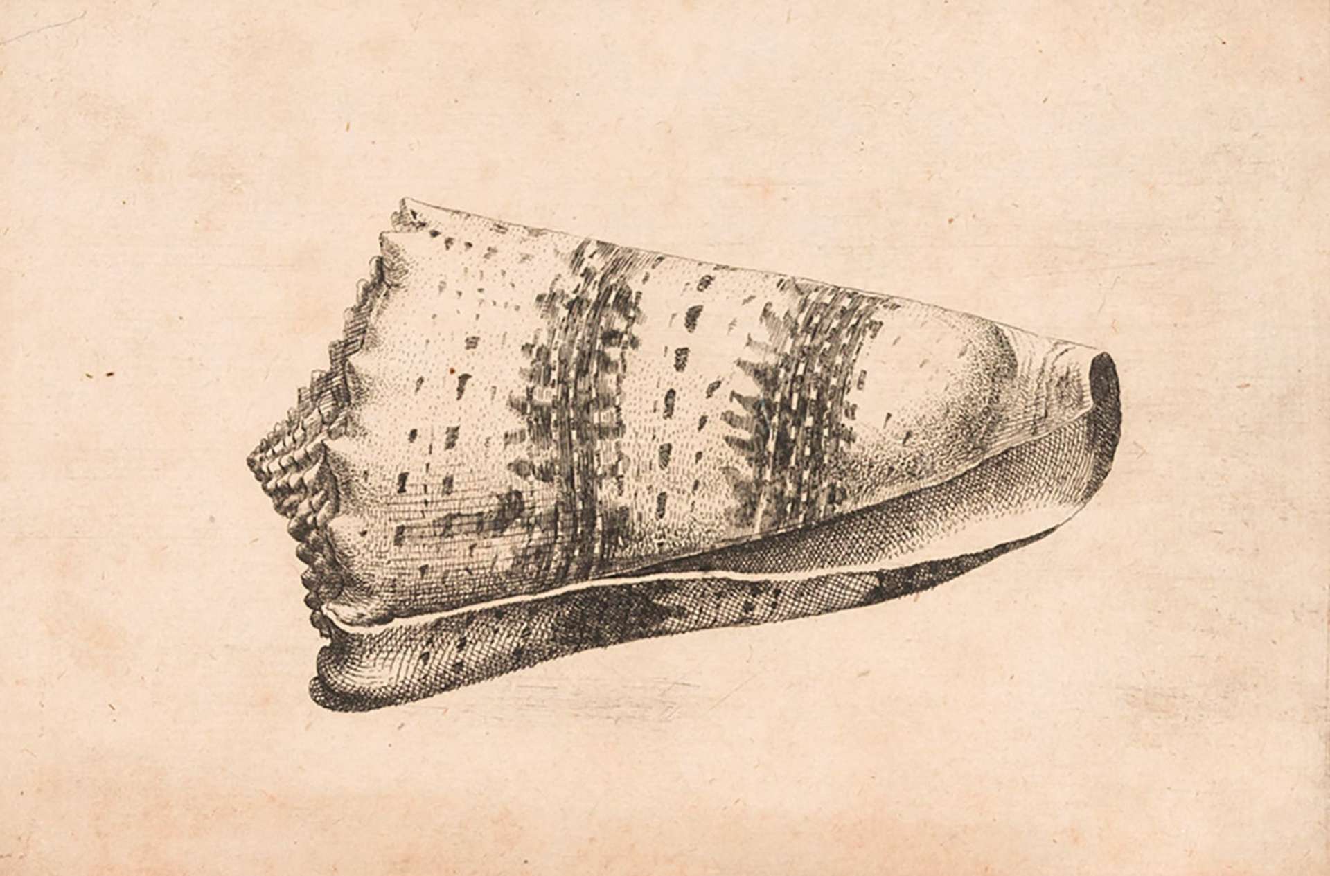 Hollar4.jpg