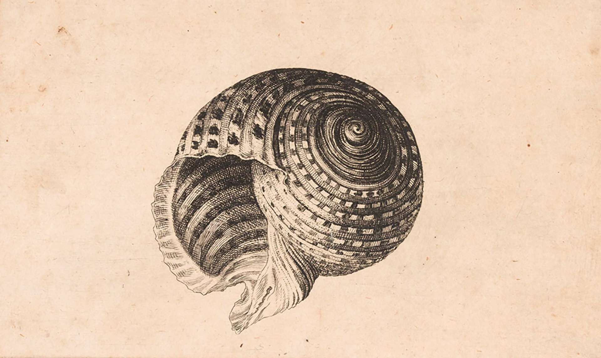 Hollar2.jpg