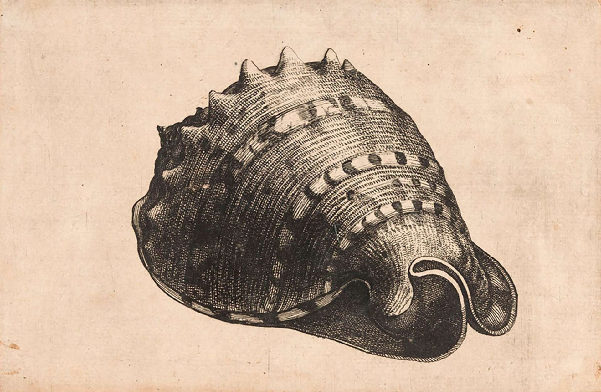 Hollar3.jpg