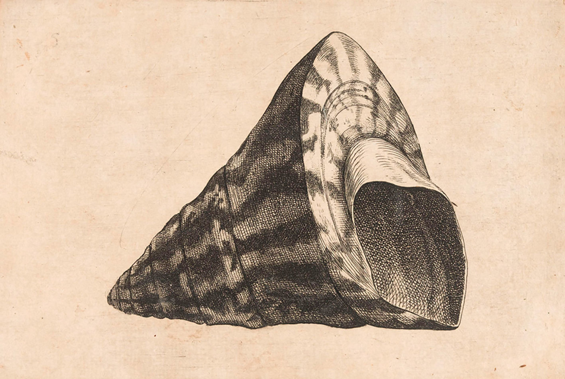 Hollar5.jpg